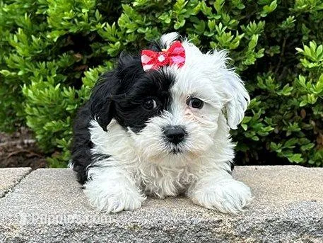 Melody – Shichon puppy for sale in Newfield, NJ