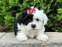 Melody, a female Shichon for sale in Newfield, NJ – Photo 1 of 3