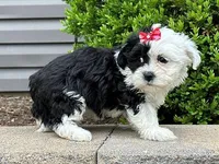 Melody, a female Shichon for sale in Newfield, NJ – Photo 3 of 3