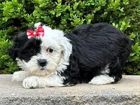 Melody, a female Shichon for sale in Newfield, NJ – Photo 2 of 3