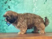 Chewy, a male Shih Tzu for sale in Cincinnati, OH – 3 of 3