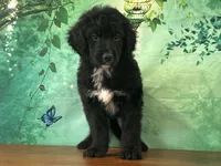 Clyde, a male Bernedoodle for sale in Lexington, KY – 2 of 3
