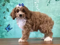Celia, a female Cockapoo for sale in Lexington, KY – 2 of 3