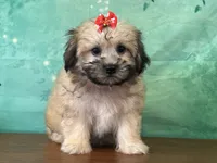 Annie, a female Shichon for sale in Cincinnati, OH – 3 of 3