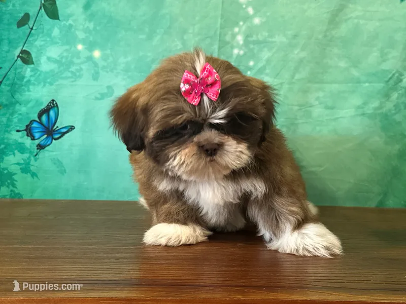Poppy – Shih Tzu puppy for sale in Lexington, KY