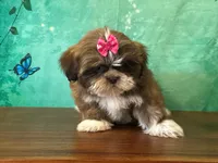 Poppy, a female Shih Tzu for sale in Lexington, KY – 1 of 3