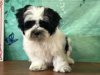 Toby, a male Shichon for sale in Cincinnati, OH – 3 of 3