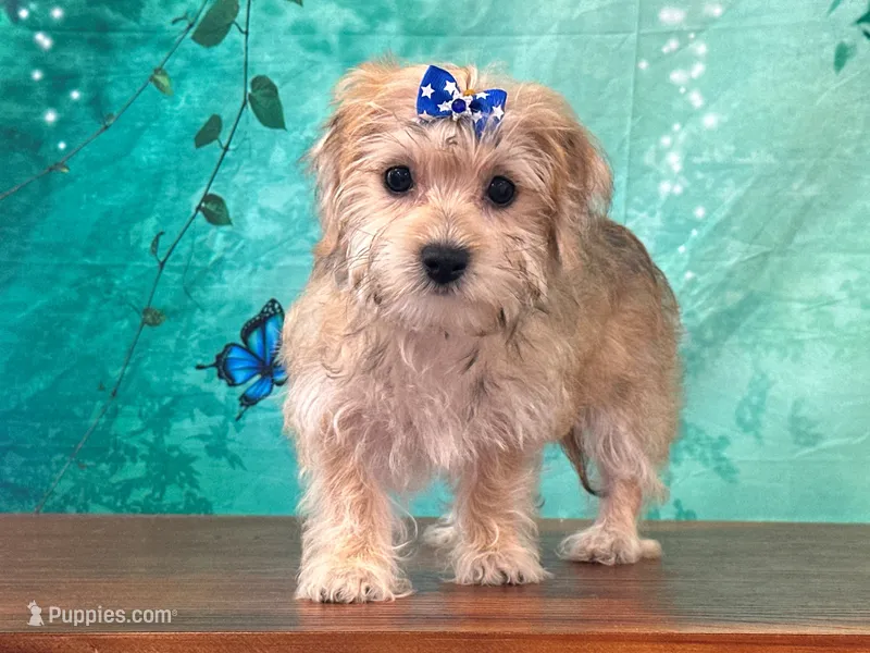 Mocha – Bichon Frise, Yorkshire Terrier puppy for sale in Lexington, KY
