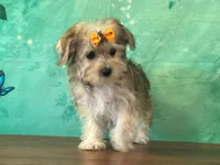 Latte, a female Bichon Frise and Yorkshire Terrier for sale in Lexington, KY – 2 of 3