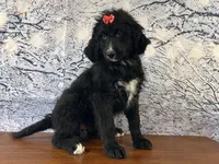 Buttercup, a female Bernedoodle for sale in Cincinnati, OH – Photo 2 of 3