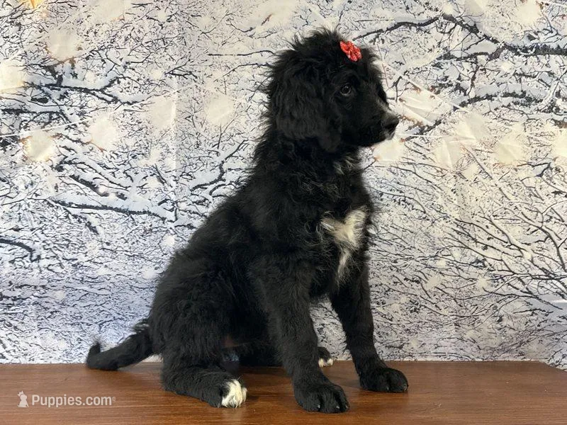 Buttercup – Bernedoodle puppy for sale in Cincinnati, OH
