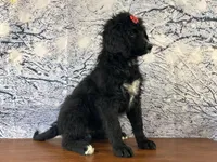 Buttercup, a female Bernedoodle for sale in Cincinnati, OH – Photo 1 of 3