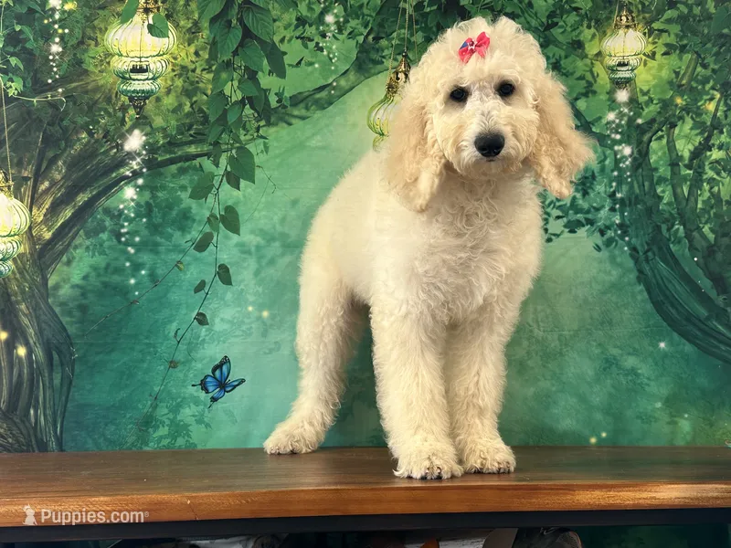 Jewel – Goldendoodle puppy for sale in Lexington, KY