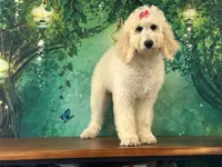 Jewel, a female Goldendoodle for sale in Cincinnati, OH – 1 of 6