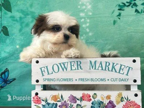 Peanut – Shih Tzu puppy for sale in Cincinnati, OH