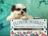 Peanut, a male Shih Tzu for sale in Cincinnati, OH – Photo 1 of 3