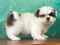 Peanut, a male Shih Tzu for sale in Cincinnati, OH – Photo 3 of 3