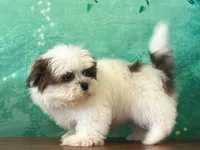 Peanut, a male Shih Tzu for sale in Cincinnati, OH – Photo 2 of 3