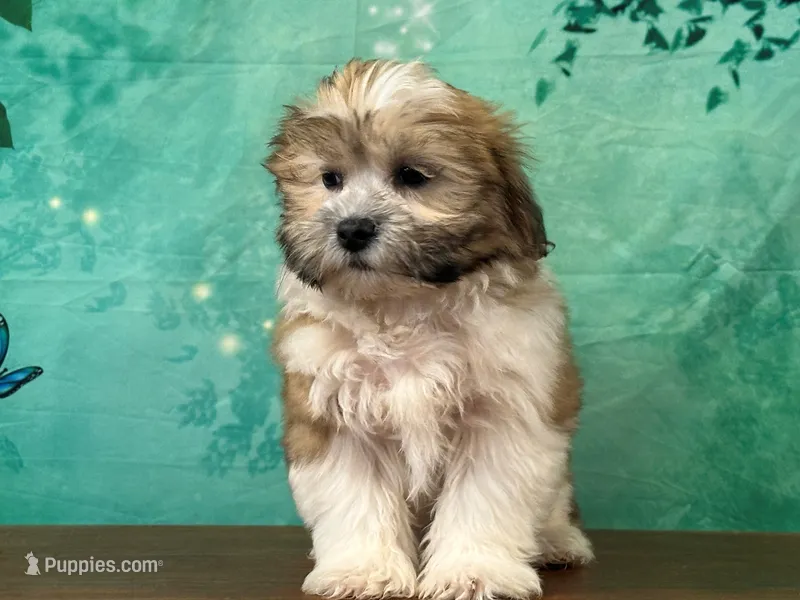 Rocky – Shichon puppy for sale in Lexington, KY