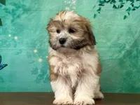 Rocky, a male Shichon for sale in Lexington, KY – 1 of 3