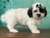 Ivory, a female Shichon for sale in Cincinnati, OH – 3 of 3