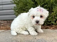 Cotton, a female Bichon Frise for sale in Owenton, KY – Photo 3 of 3