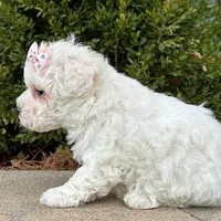 Cotton, a female Bichon Frise for sale in Cincinnati, OH – Photo 3 of 4