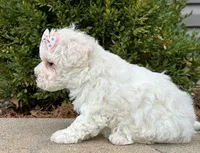 Cotton, a female Bichon Frise for sale in Owenton, KY – Photo 2 of 3