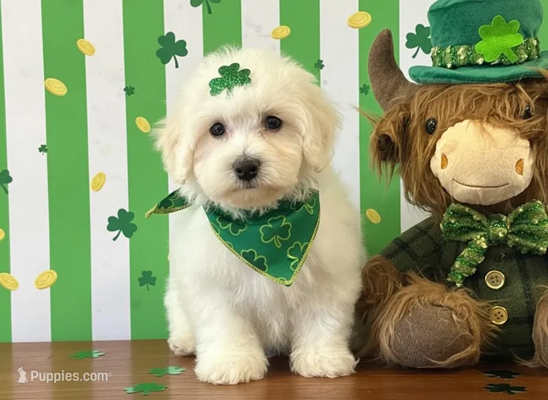 Cotton – Bichon Frise puppy for sale in Cincinnati, OH