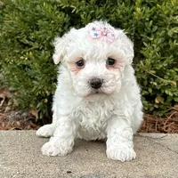 Cotton, a female Bichon Frise for sale in Cincinnati, OH – Photo 2 of 4