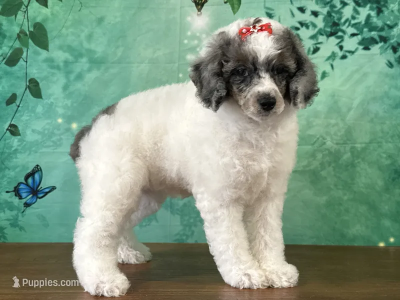 Daisy – Poodle - Miniature  puppy for sale in Lexington, KY