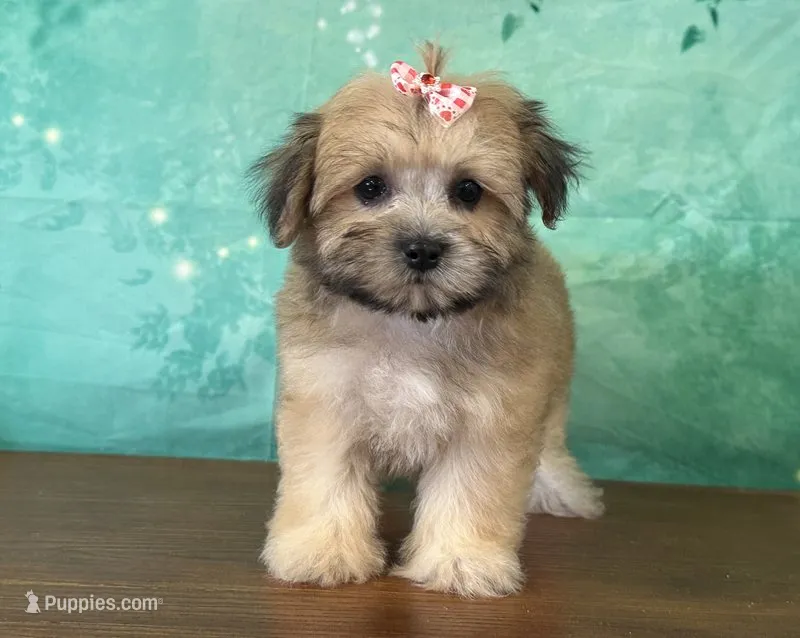 Derby – Shichon puppy for sale in Cincinnati, OH