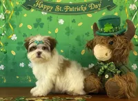 Winnie, a female Shichon for sale in Cincinnati, OH – Photo 2 of 3