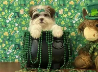 Winnie, a female Shichon for sale in Cincinnati, OH – Photo 1 of 3