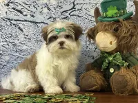 Winnie, a female Shichon for sale in Cincinnati, OH – Photo 3 of 3