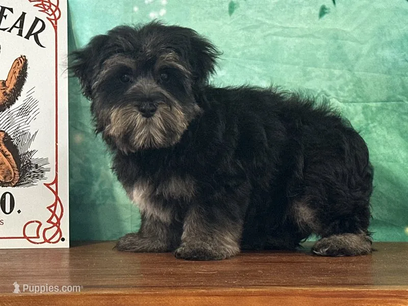 Stormy – Bichon Frise, Yorkshire Terrier puppy for sale in Cincinnati, OH