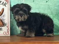 Stormy, a male Bichon Frise and Yorkshire Terrier for sale in Cincinnati, OH – 1 of 3