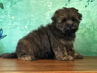 Kenny, a male Shichon for sale in Cincinnati, OH – 3 of 3