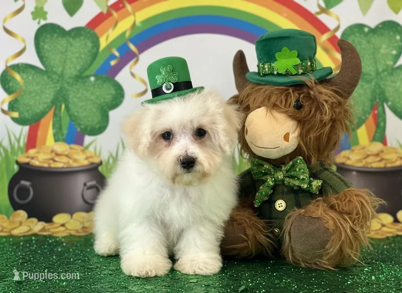 Finn – Bichon Frise puppy for sale in Cincinnati, OH