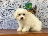 Finn, a male Bichon Frise for sale in Louisville, KY – Photo 3 of 3