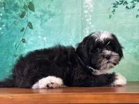 Panda , a male Shichon for sale in Lexington, KY – 3 of 3