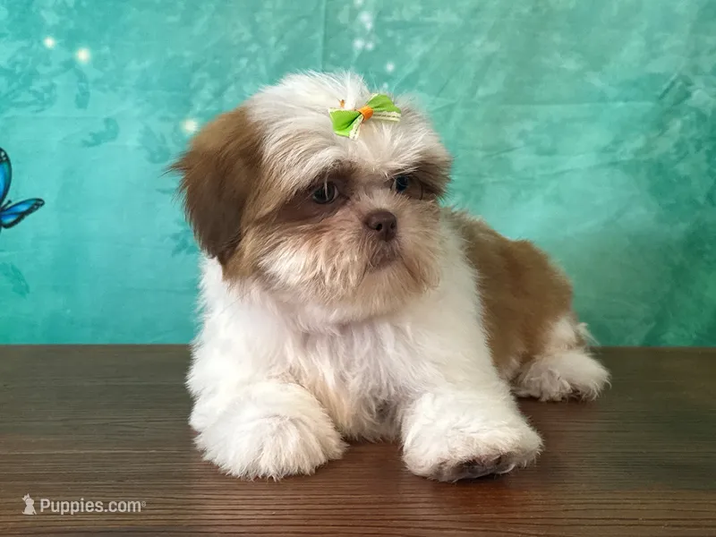 Bee – Shih Tzu puppy for sale in Lexington, KY