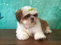 Bee, a female Shih Tzu for sale in Lexington, KY – 1 of 3