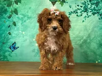 Toffee, a female Cockapoo for sale in Lexington, KY – 3 of 3