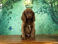 Hershey , a male Cockapoo for sale in Lexington, KY – 4 of 5