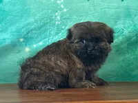 Jin, a male Shih Tzu for sale in Florence, KY – Photo 2 of 3