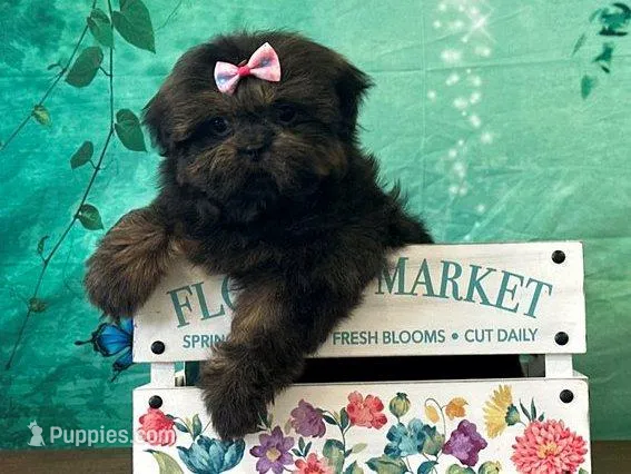 Jin – Shih Tzu puppy for sale in Cincinnati, OH