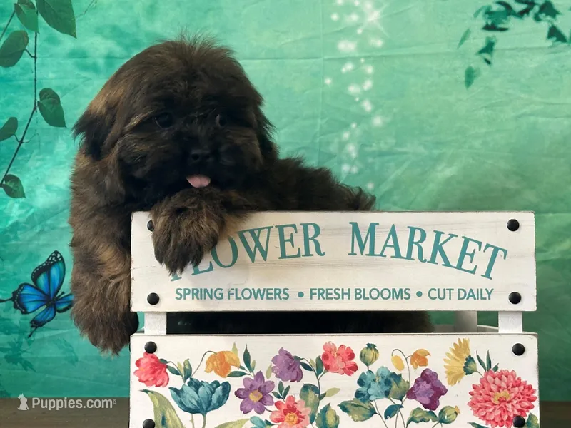 Jin – Shih Tzu puppy for sale in Florence, KY