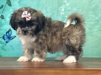 Aspen, a female Shichon for sale in Cincinnati, OH – 3 of 3