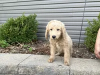Tucker, a male English Goldendoodle for sale in Louisville, KY – Photo 3 of 3